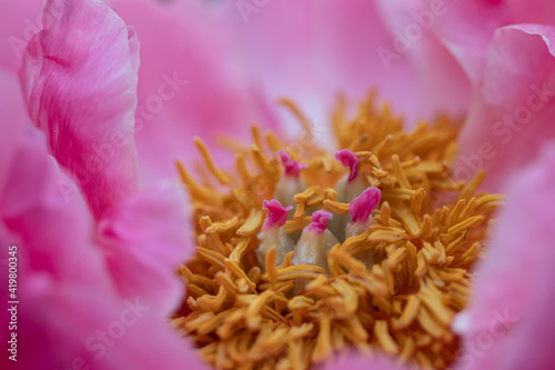 Anatomy of Wild Mudan Pink Peonies. Beautiful Flowers photo