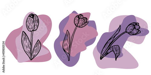  Tulip contour drawing. Minimal art flower on geometric shapes backgroud. Modern black and white illustration. 