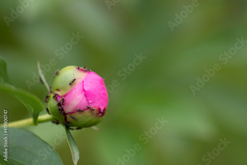Fototapeta Naklejka Na Ścianę i Meble -  Pink Garden Peony Flower Bud with Ants all over before Blossoming