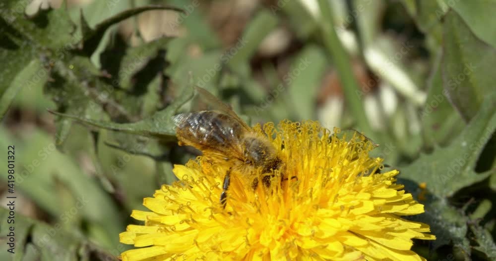 European honey bee on the flower of Taraxacum officinale, the common dandelion European honey bee on the flower of Taraxacum officinale, the common dandelion