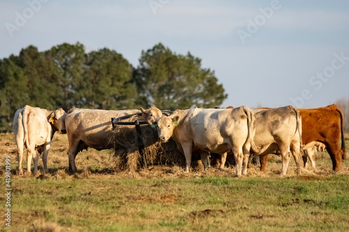 Fototapeta Naklejka Na Ścianę i Meble -  Group of commercial cows around a round hay bale ring