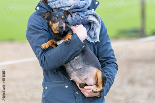Woman's arms hold a pregnant Jack russell terier. The dog's big belly can be seen clearly. Outside in the winter. Selective focus on dog © Dasya - Dasya