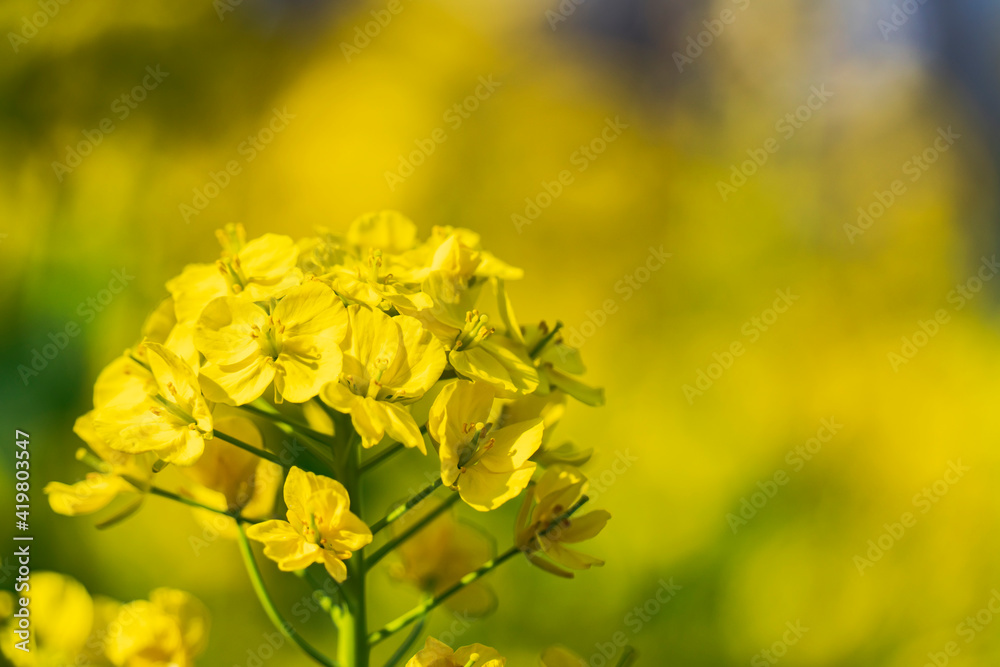 花畑の菜の花のクローズアップ写真 花畑の菜の花のクローズアップ写真