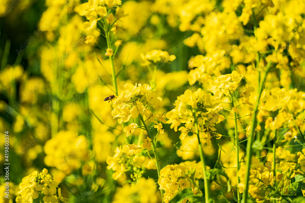 菜の花と蜜を集めるミツバチ 菜の花と蜜を集めるミツバチ