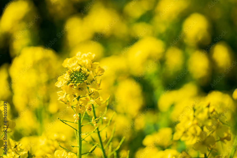 まっ黄色で鮮やかな菜の花畑のクローズアップ写真 まっ黄色で鮮やかな菜の花畑のクローズアップ写真