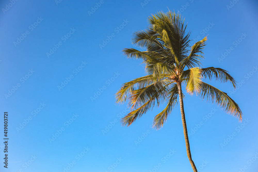 Palm tree Blue sky Ala Moana beach prak, Honolulu Oahu island Hawaii | Plants Nature Landscape Palm tree Blue sky Ala Moana beach prak, Honolulu Oahu island Hawaii | Plants Nature Landscape