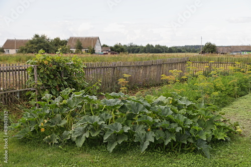 A bed with large green zucchini leaves and dill near a weathered wooden fence against the background of a village home on a summer day, a European rustic vegetable garden greenery