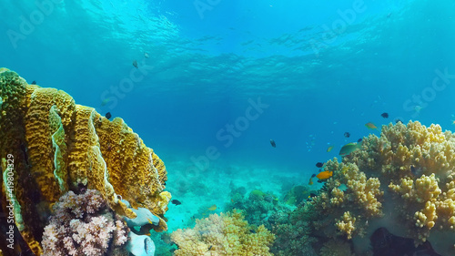Underwater Scene Coral Reef. Tropical underwater sea fishes. Panglao, Bohol, Philippines.