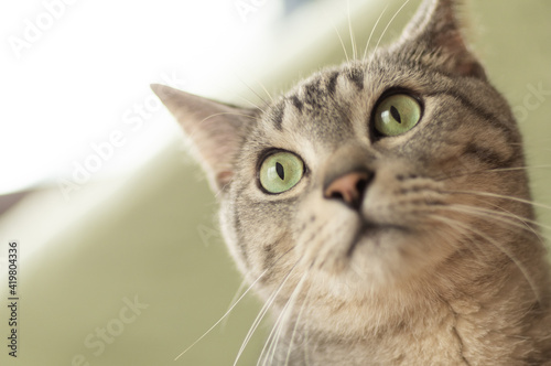 見つめる猫　サバトラ猫