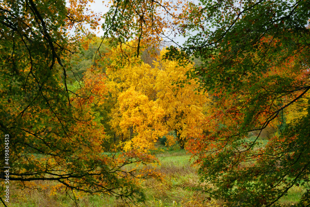 Bunter Herbstwald, Nordrhein-Westfalen, Deutschland, Europa Bunter Herbstwald, Nordrhein-Westfalen, Deutschland, Europa