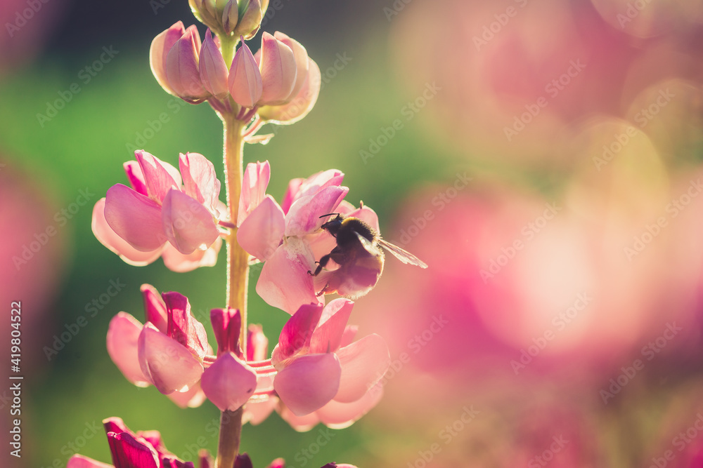 Obraz premium Bee gathering nectar from a flower in the garden