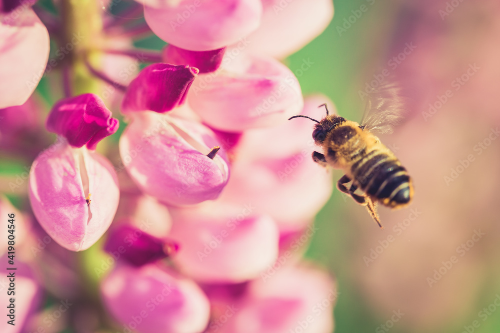 Bee gathering nectar from a flower in the garden Bee gathering nectar from a flower in the garden