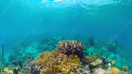 Tropical coral reef seascape with fishes, hard and soft corals. Underwater video. Panglao, Bohol, Philippines. © Alex Traveler