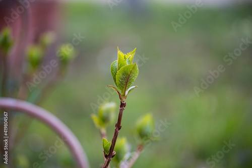 Plant bloomin in the sun