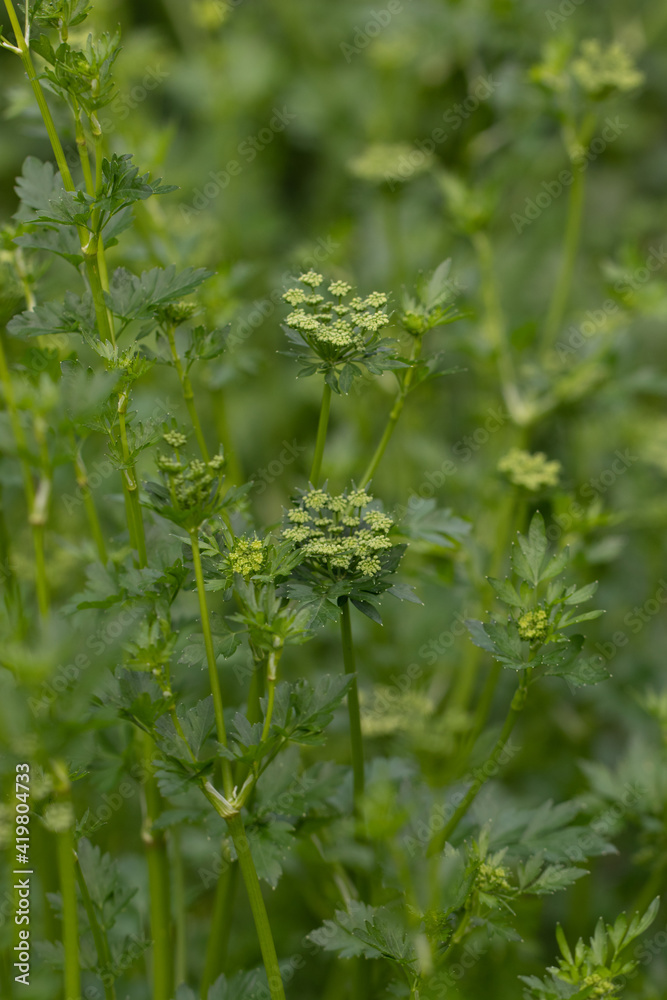 Garden Parsley. Flowering Parsley Plants in the Garden Garden Parsley. Flowering Parsley Plants in the Garden