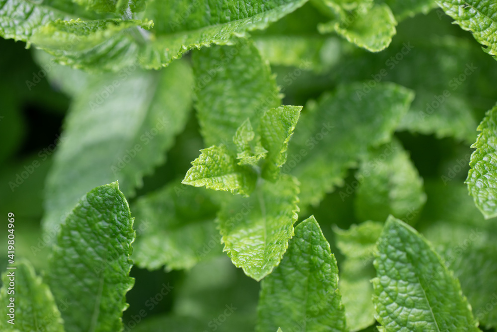 Green Peppermint Field. Mentha balsamea Mint Green Peppermint Field. Mentha balsamea Mint