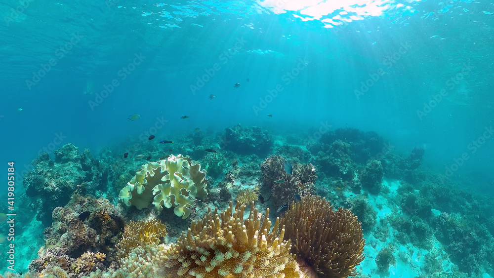 custom made wallpaper toronto digitalCoral reef underwater with tropical fish. Hard and soft corals, underwater landscape. Travel vacation concept. Panglao, Bohol, Philippines.