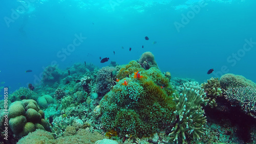 Tropical Fish Corals Marine Reef. Underwater Sea Tropical Life. Tropical underwater sea fishes. Underwater fish reef marine. Tropical colorful underwater seascape. Panglao  Bohol  Philippines.