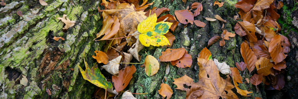 Obraz premium Herbstblätter auf Baumrinde, Nordrhein-Westfalen, Deutschland, Europa