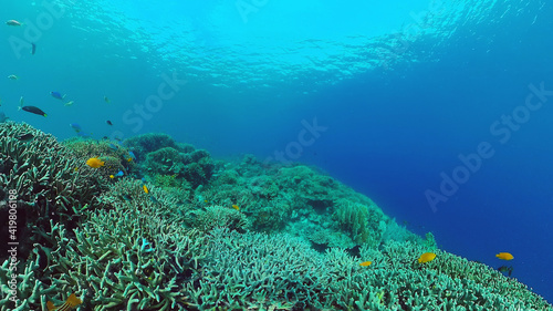 Underwater fish garden reef. Reef coral scene. Seascape under water. Panglao  Bohol  Philippines.