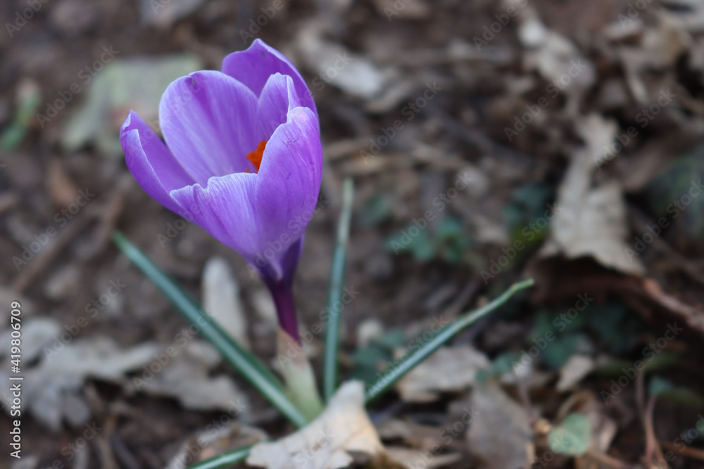 Flowering purple crocus plant .Springtime flowers on selective focus Flowering purple crocus plant .Springtime flowers on selective focus