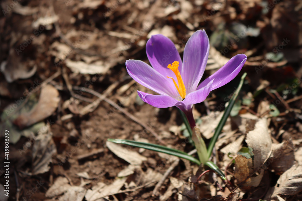 Flowering purple crocus plant .Springtime flowers on selective focus