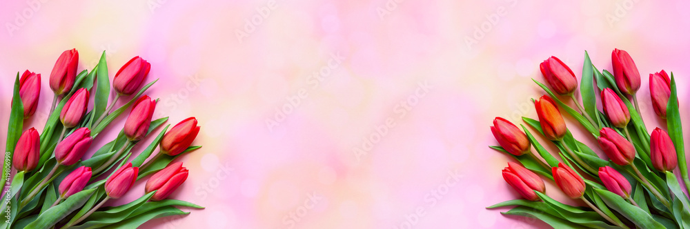 Bouquet of pink tulips on pink background celebration concept. Greeting card banner. Warm tones