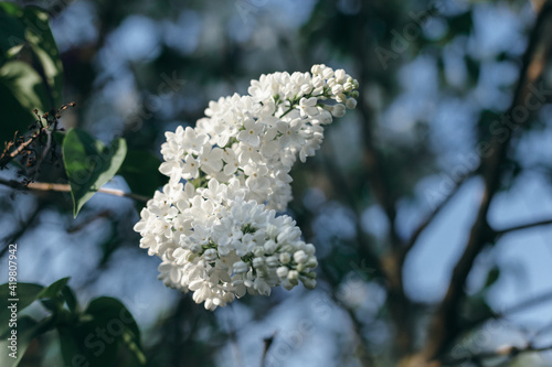 Branch of beautiful white lilac against the blue sky and green leaves. Spring, bloom, allergies. Park and garden flowers. 

