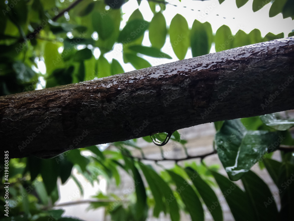 Raindrop Hangs At The Stalk Of Sugar Apples Or Sweetsops Or Annona Squamosa Plant In The Rain