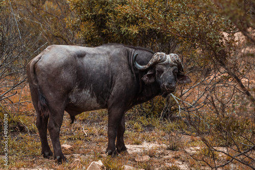 Cape buffalo in the Kruger National park  South Africa. December 2020