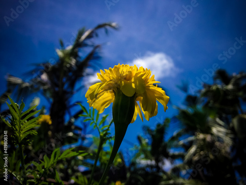 Fresh Yellow Blooming Flower And Plant Of Tagetes Erecta Or Mexican Marigold Or Aztec Marigold On Sunny Day Tropical Sky