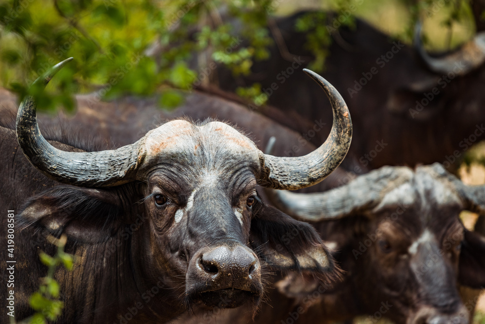 Fototapeta premium Cape buffalo in the Kruger National park, South Africa. December 2020