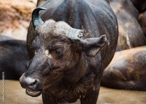 Cape buffalo in the Kruger National park, South Africa. December 2020