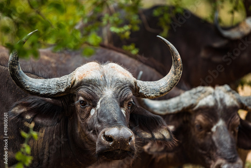 Cape buffalo in the Kruger National park, South Africa. December 2020 © Shen