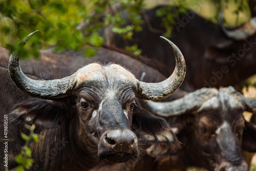 Cape buffalo in the Kruger National park, South Africa. December 2020