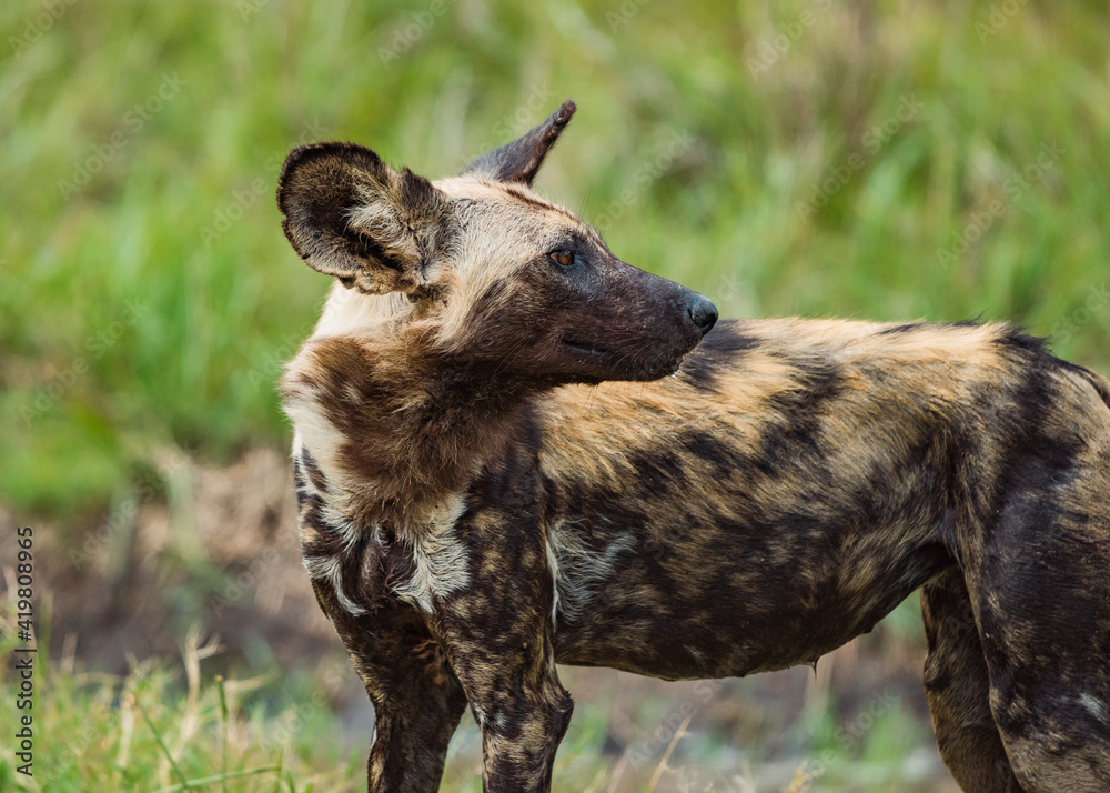 African Wild Dog in the bush of Kruger National Park, South Africa. December 2020 African Wild Dog in the bush of Kruger National Park, South Africa. December 2020