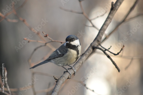 Titmouse on a tree close-up