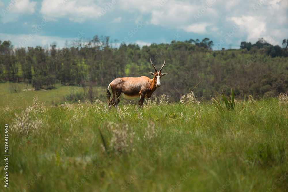 Naklejka premium Blesbok in Malolotja National Park, Swaziland / eSwatini