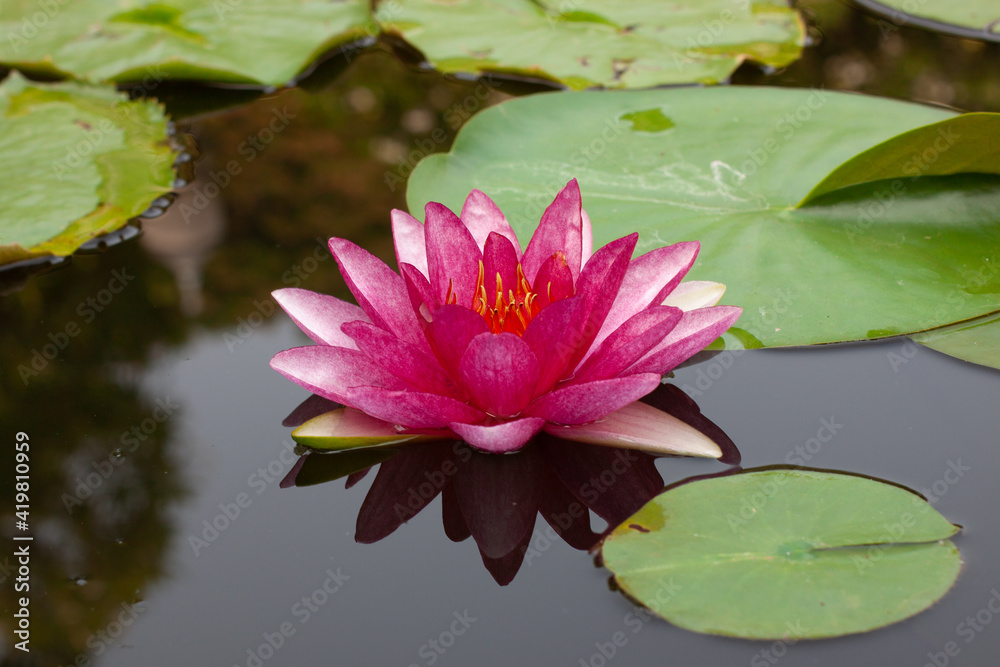 a beautiful and peaceful pink and red lotus flower growing out of the muddy water in a lily pond a beautiful and peaceful pink and red lotus flower growing out of the muddy water in a lily pond