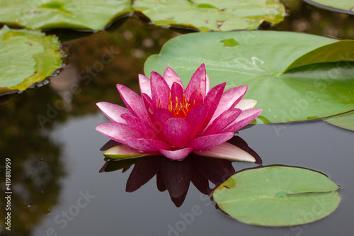 a beautiful and peaceful pink and red lotus flower growing  out of the muddy water in a lily pond © Michael