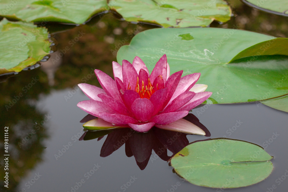 a beautiful and peaceful pink and red lotus flower growing out of the muddy water in a lily pond a beautiful and peaceful pink and red lotus flower growing out of the muddy water in a lily pond
