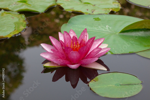 a beautiful and peaceful pink and red lotus flower growing out of the muddy water in a lily pond