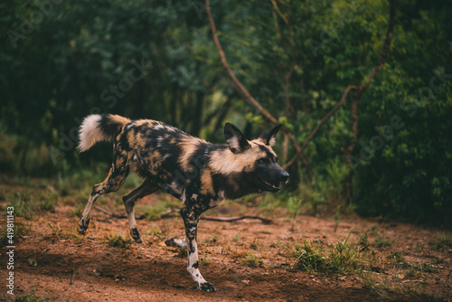 Wild dogs eating in Mabalingwe, South Africa. February 2020. photo