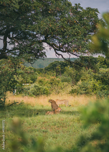 Cheetah in Mabalingwe  South Africa. February 2020