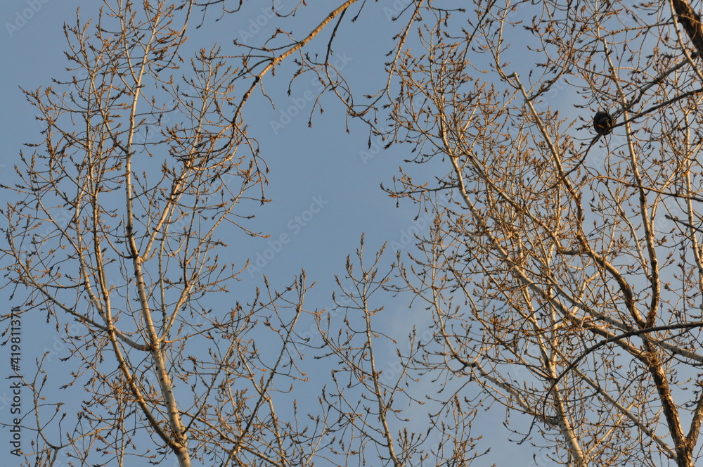 Trees in winter against the blue sky Trees in winter against the blue sky