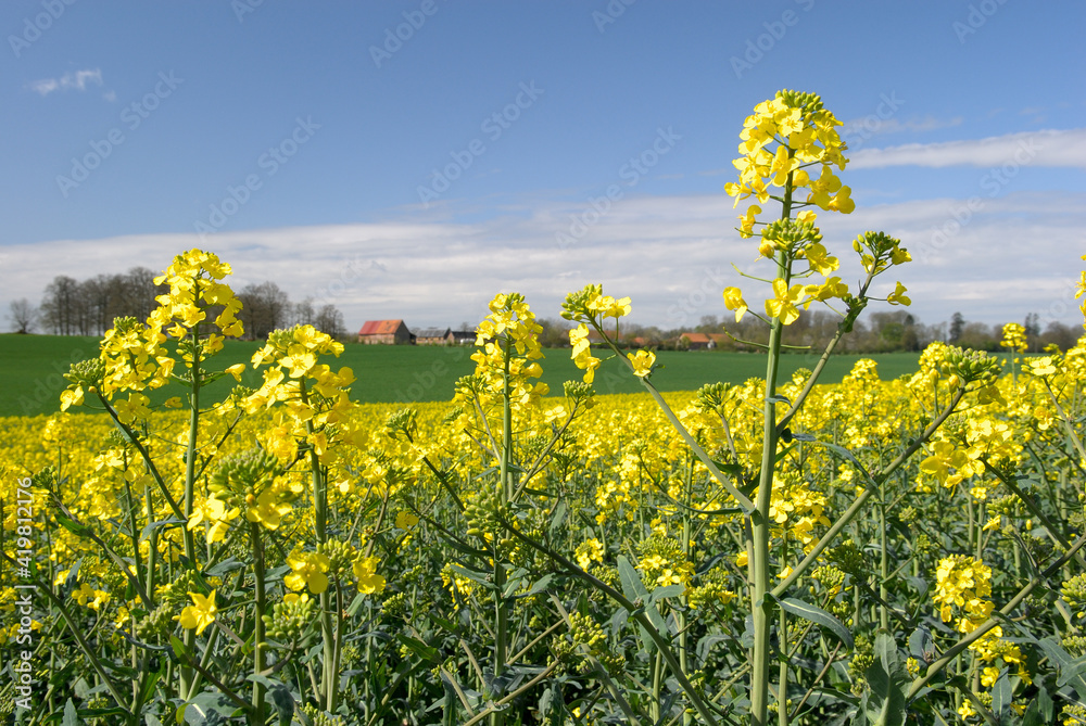 Champ de colza en fleur au printemps