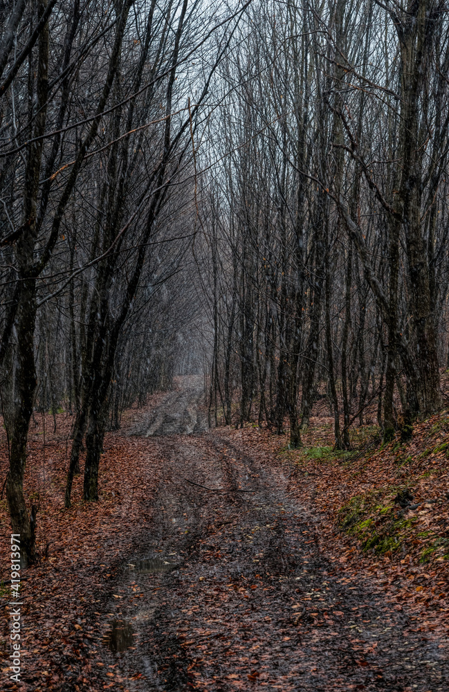 Misty mysterious forest landscape in early spring. Nature of New England, USA