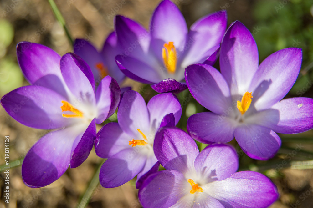 Blooming crocus in a meadow in spring. Arrival of spring. Blooming crocus in a meadow in spring. Arrival of spring.