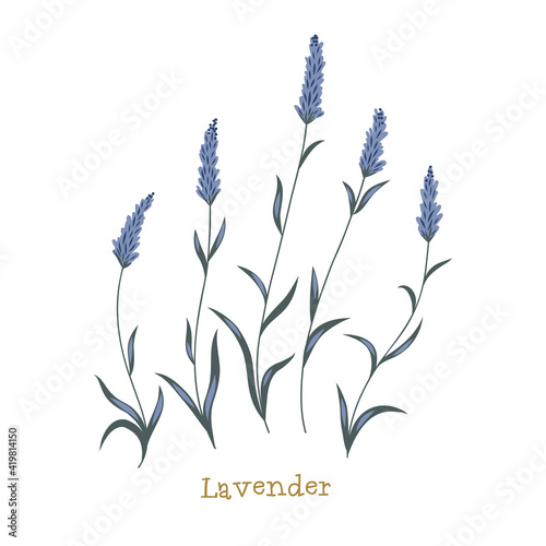 Lavander. Wild meadow flower clipart isolated on white background. Decorative botanical flat vector illustration.