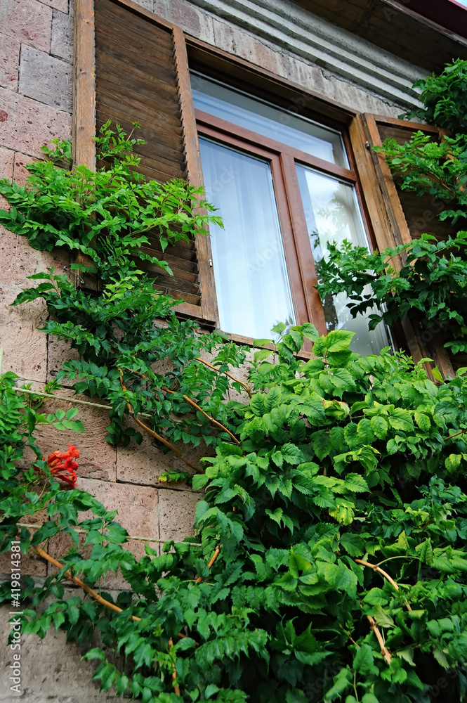Creepy hibiscus on the wall of a house with window Creepy hibiscus on the wall of a house with window